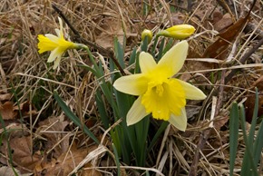 Wild Daffodils - Far Arnside