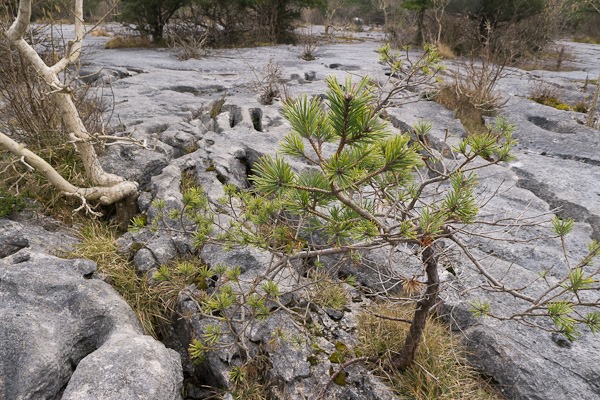 Scots Pine in limestone pavement at Gait Barrows
