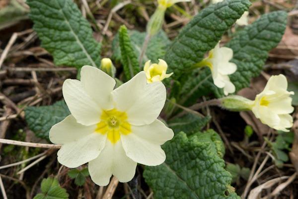 It wouldn't be Spring without a Primrose