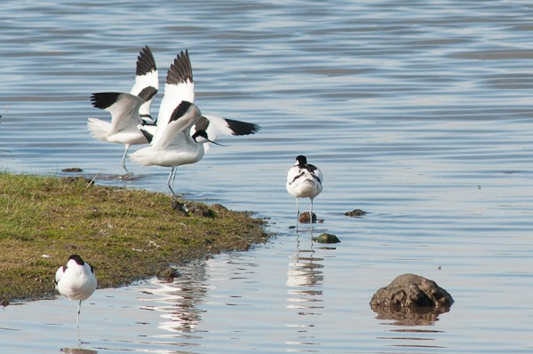 Avocets in a bit of a flap