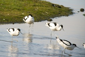 Avocets