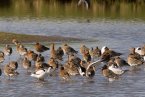 Black tailed Godwits and a lone Avocet