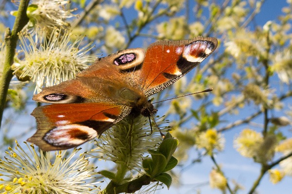 Peacock Butterfly nectaring on Willow