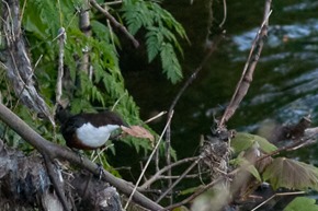 Dipper on the River Mersey