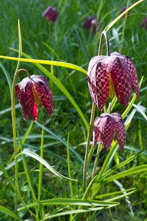 Snakeshead Fritillary 