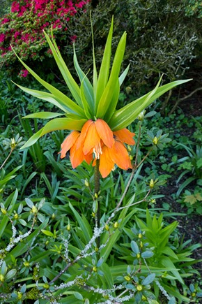 Crown Imperial - another Fritillary (definitely not native)