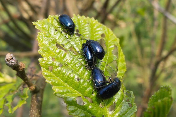 Alder Leaf Beetle