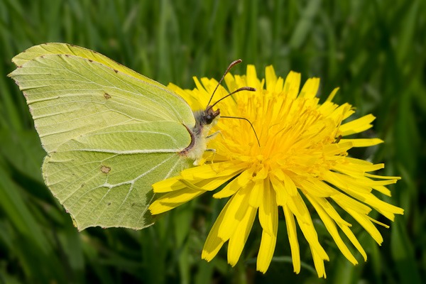 Brimstone (male)