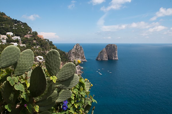  Naturalised Prickly Pear and Morning Glory, Capri