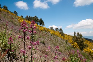 Valerian and Broom on the slope of Vesuvius