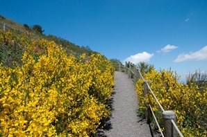 Broom covered slope of Vesuvius