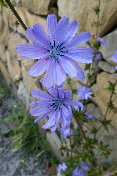  Chicory growing wild close to Sorrento.