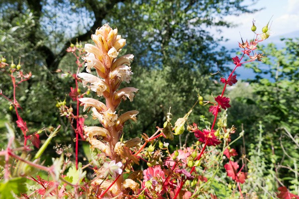  Ivy Broomrape, Sorrento