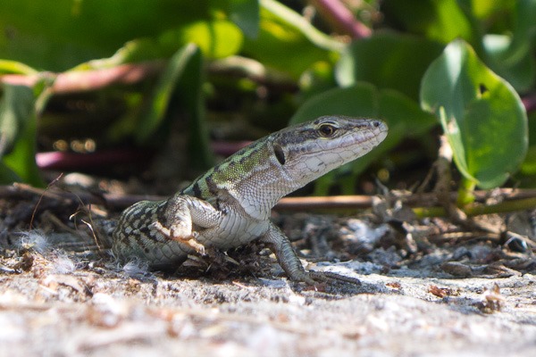  Italian Wall Lizard, Sorrento town wall 