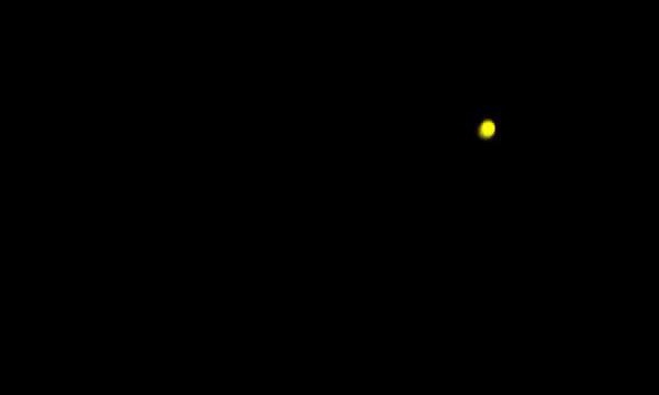 Firefly in Olive Grove, Sorrento, Italy