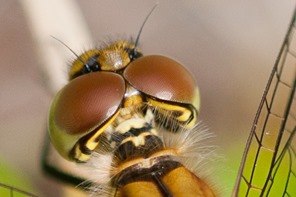Keeled Skimmer. If you select the photo it should take you to a closer view of the compound eyes. 