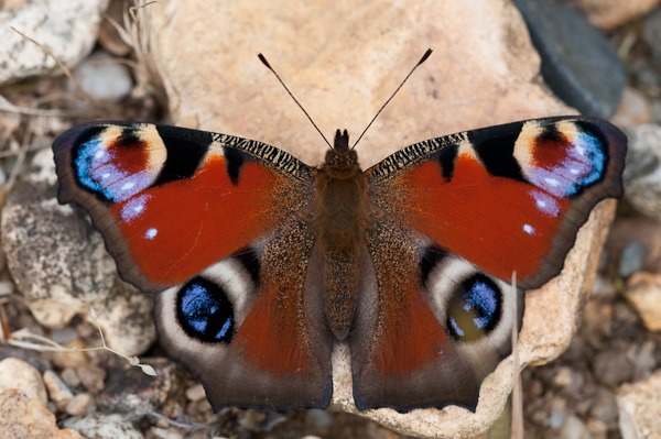 A fresh Peacock butterfly