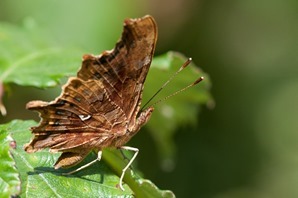 Comma 