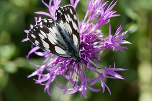 Marbled White