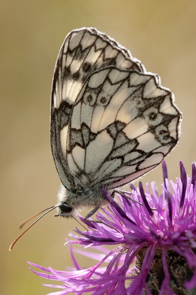 Marbled White  nectaring on Greater Knapweed