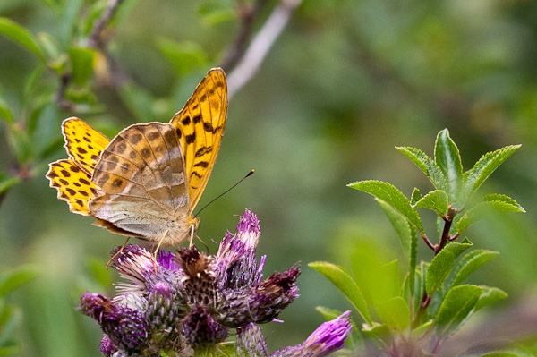 Silver Washed Fritillary feeding on thistle heads