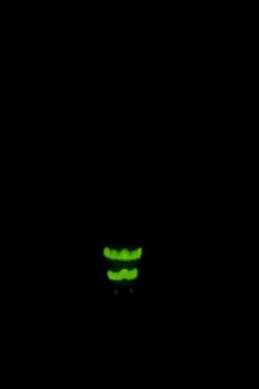 Female Glow-worm in natural “light.” 