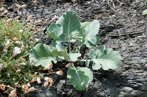 Wild cabbage