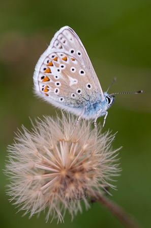 Chalkhill Blue on a seedhead.