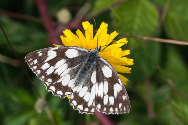 Marbled White