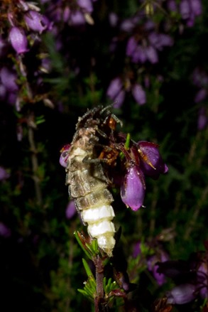 Female Glow-worm.