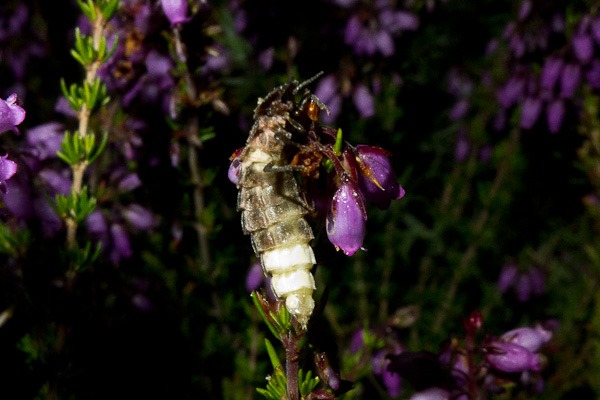 Female Glow-worm on Bell Heather at Hartland Moor