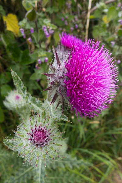 Musk Thistle