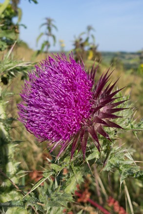 Musk Thistle