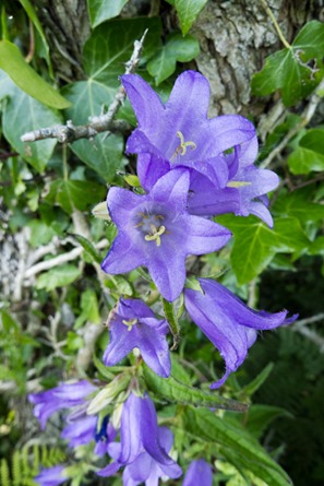 Nettle-leaved Bellflower in a road-side verge at East Creech