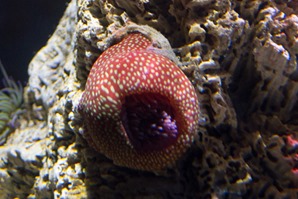 Strawberry Anemone