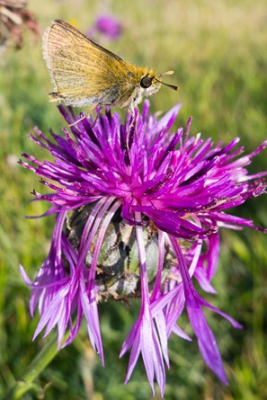 Lulworth Skipper