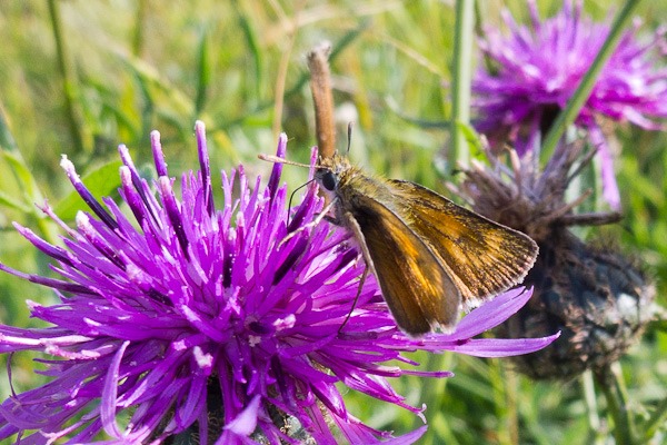 Lulworth Skipper on the Dorset coast at Kimmeridge