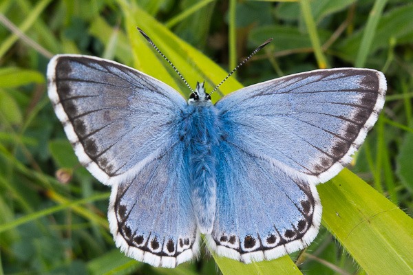 Chalkhill Blue (male), Badbury Rings 