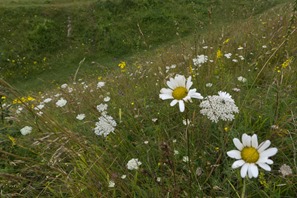 Chalk downs at Badbury Rings