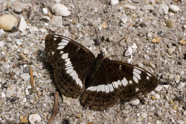 White Admiral