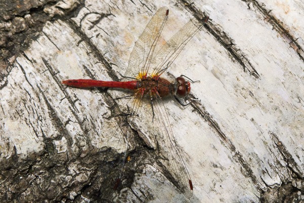 Red-veined Darter – male