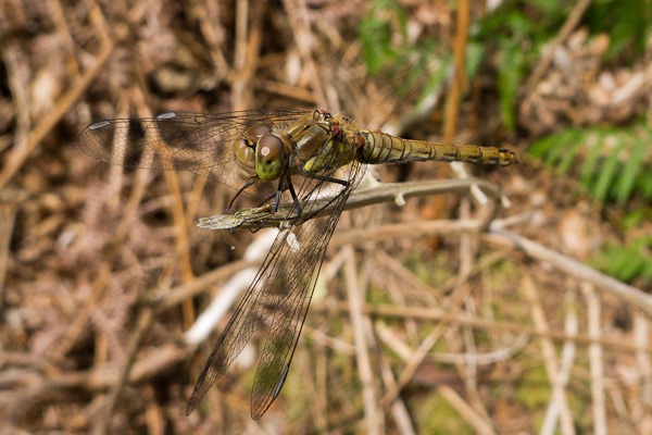 Red-veined Darter – female