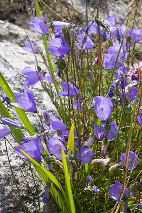 Harebells at Corfe Castle
