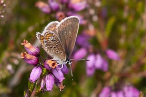 Silver Studded Blue (female)