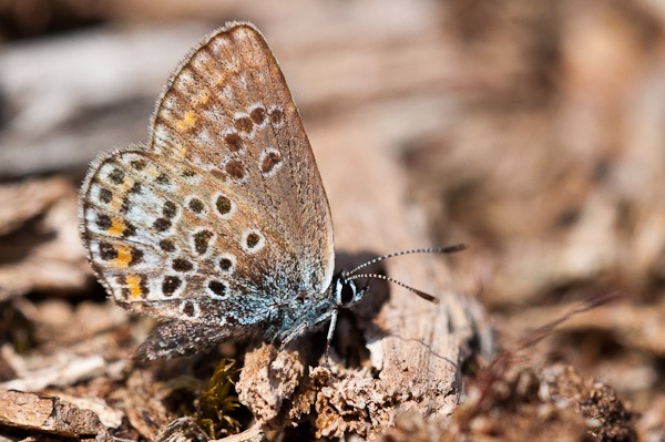 Silver Studded Blue