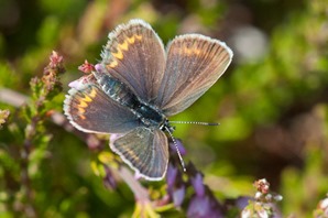 Silver Studded Blue (female)