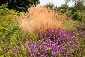 Bell heather