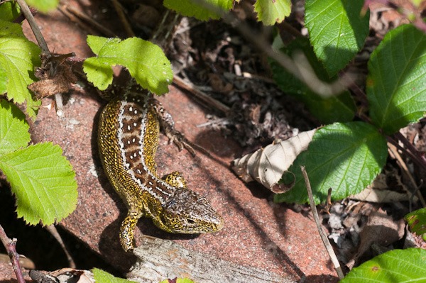 Male Sand Lizard at Higher Hyde Heath