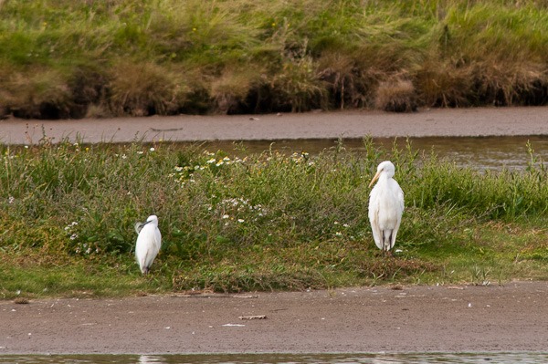 Little Egret and Great White Egret 