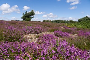 Coombe Heath, Arne